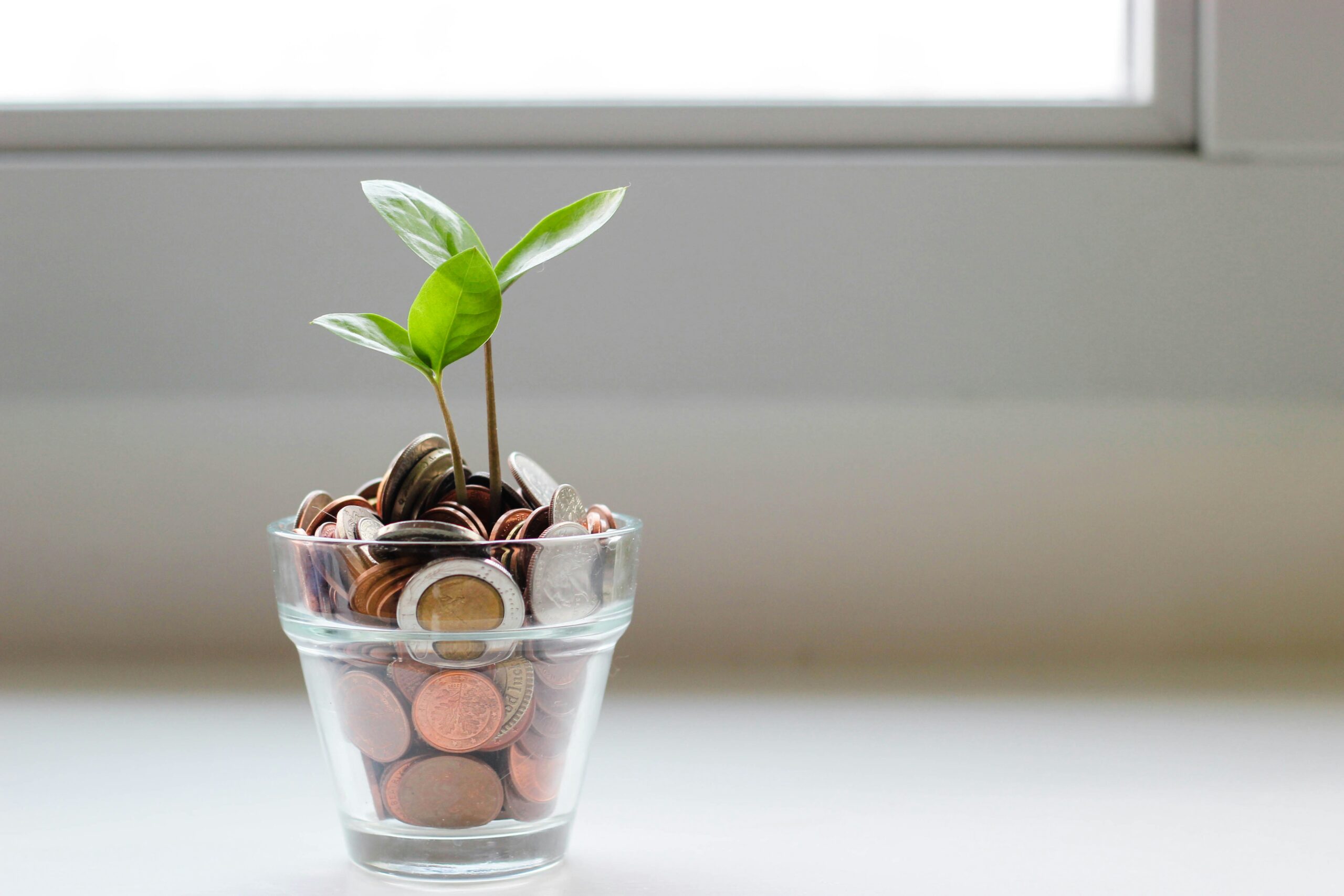 Green plant in a clear glass cup filled with coins